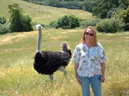 Designer with environmental consultant ostrich